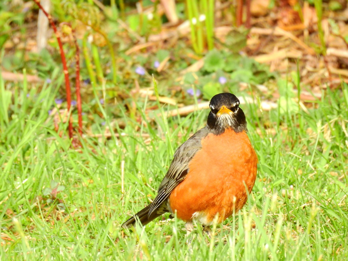 American Robin - ML231260051