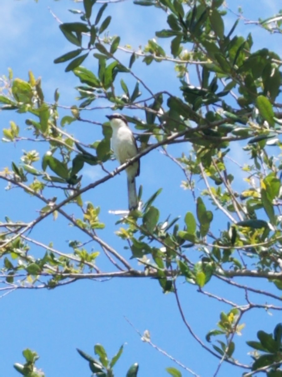 Loggerhead Shrike - ML231260491