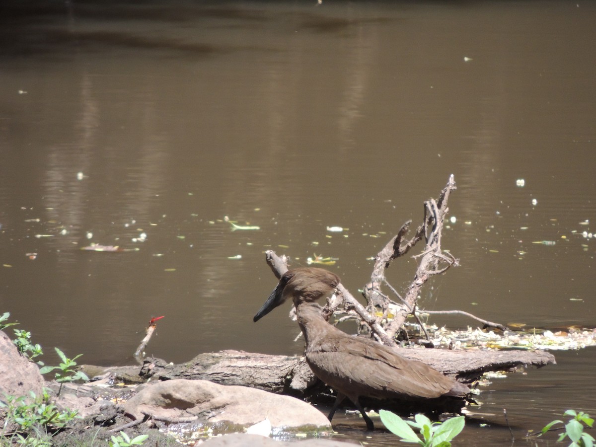 Hamerkop - ML231260931