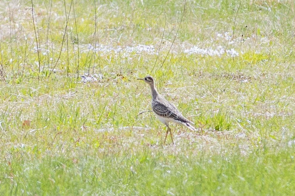 Upland Sandpiper - ML231261711