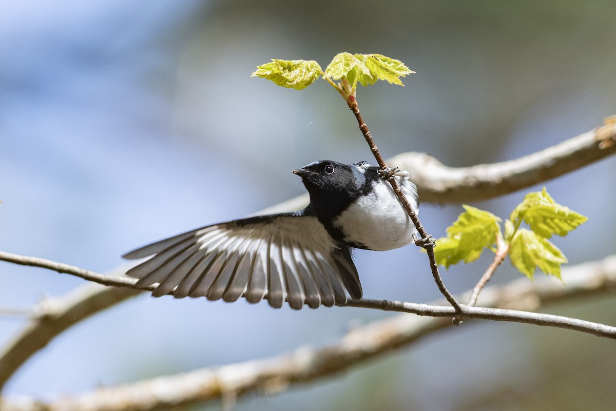 Black-throated Blue Warbler - ML231261961