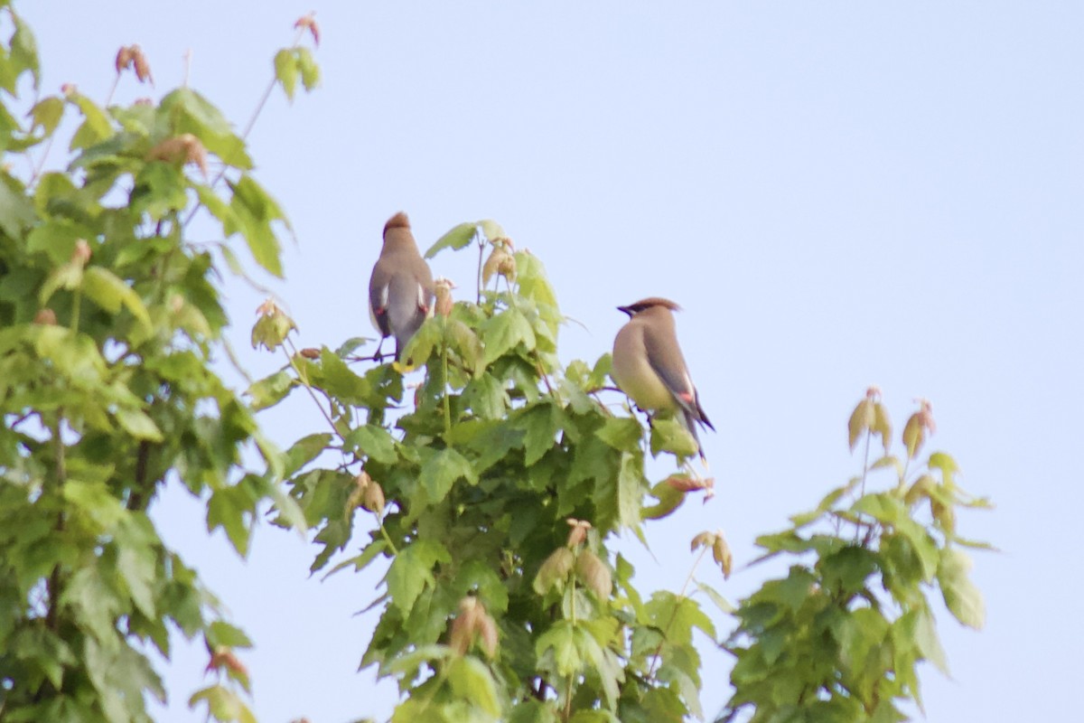 Cedar Waxwing - ML231264161