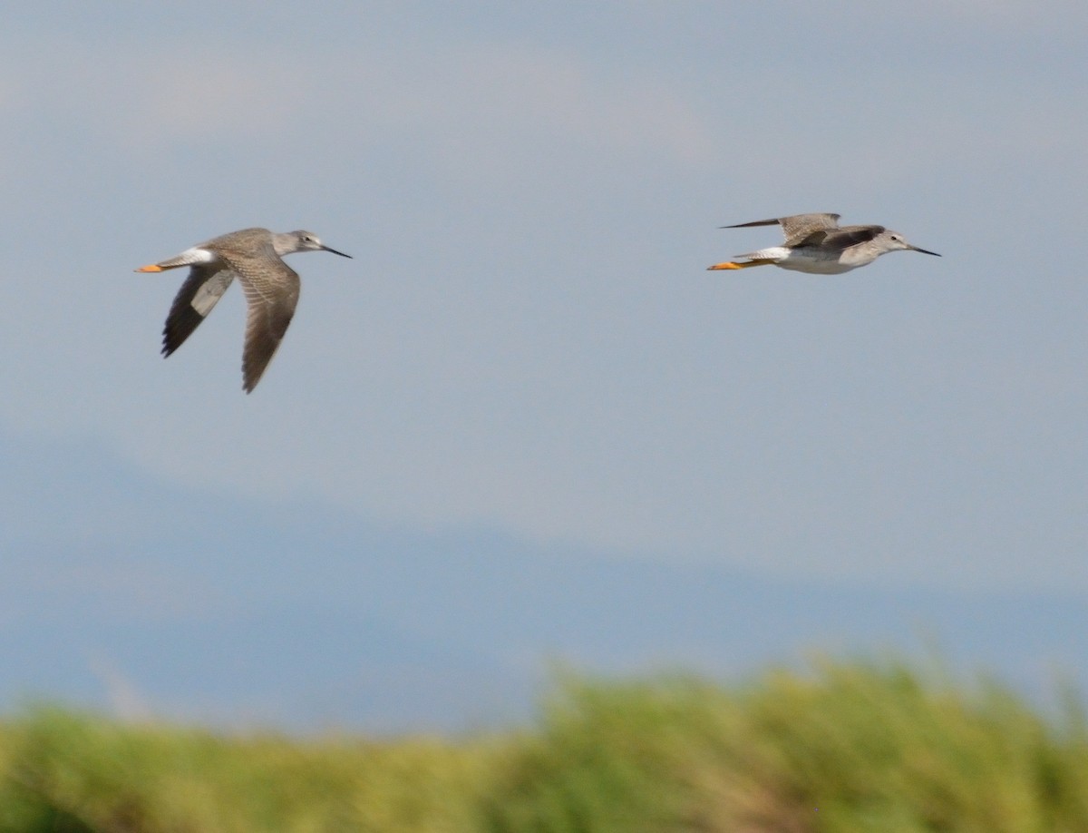 Greater Yellowlegs - Orlando Jarquín