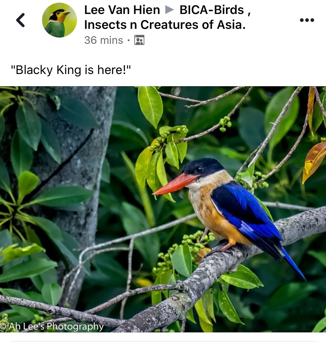 Black-capped Kingfisher - Singapore Social Media