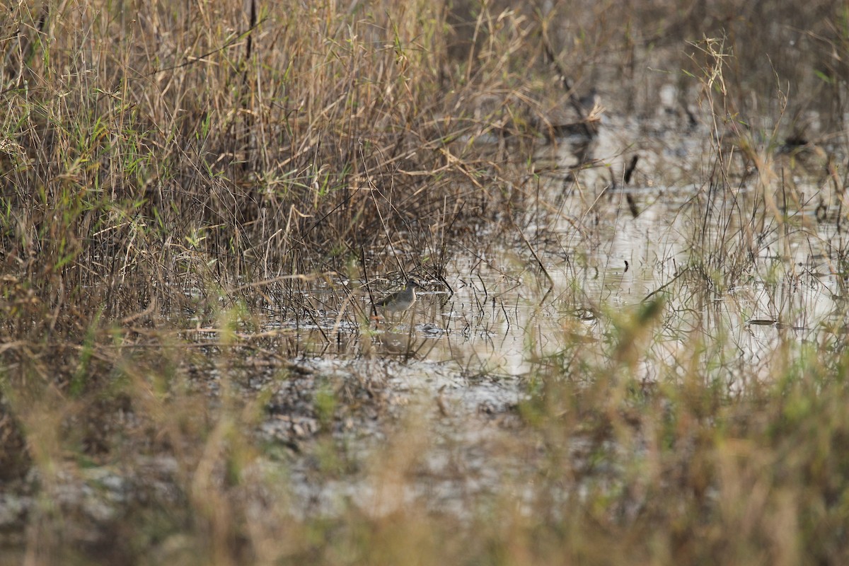 Wood Sandpiper - R.D. Wallace