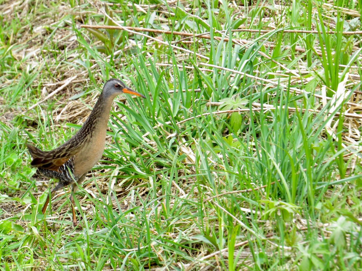 Virginia Rail - ML231266131