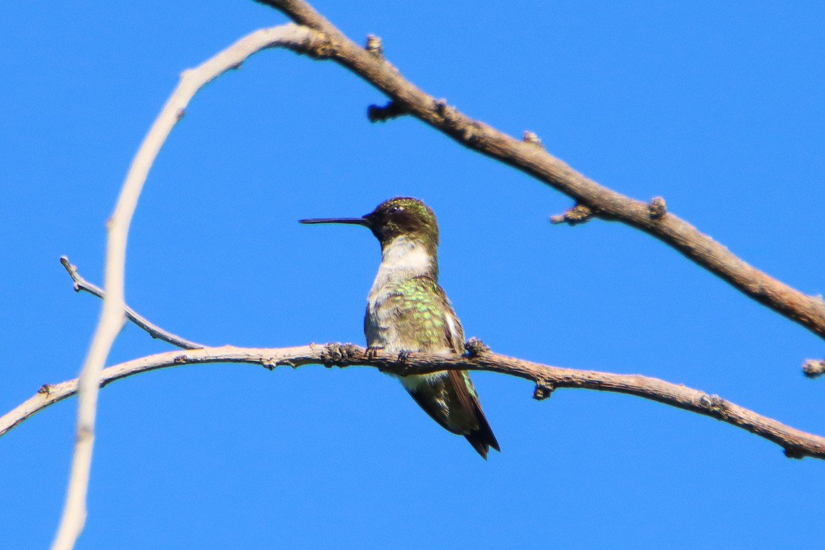 Black-chinned Hummingbird - Tony Adler