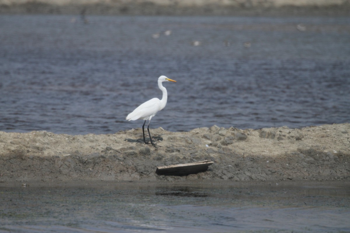 Medium Egret - ML231267681