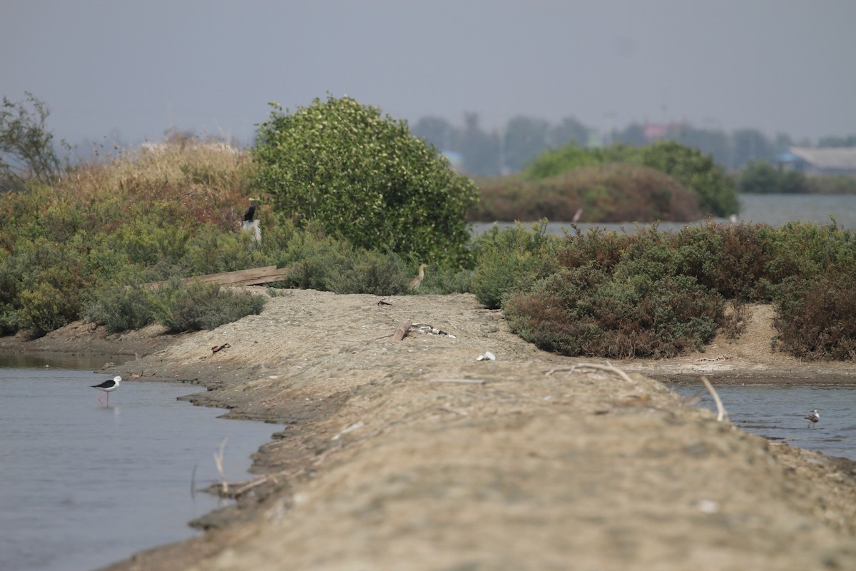 Javan Pond-Heron - ML231268131