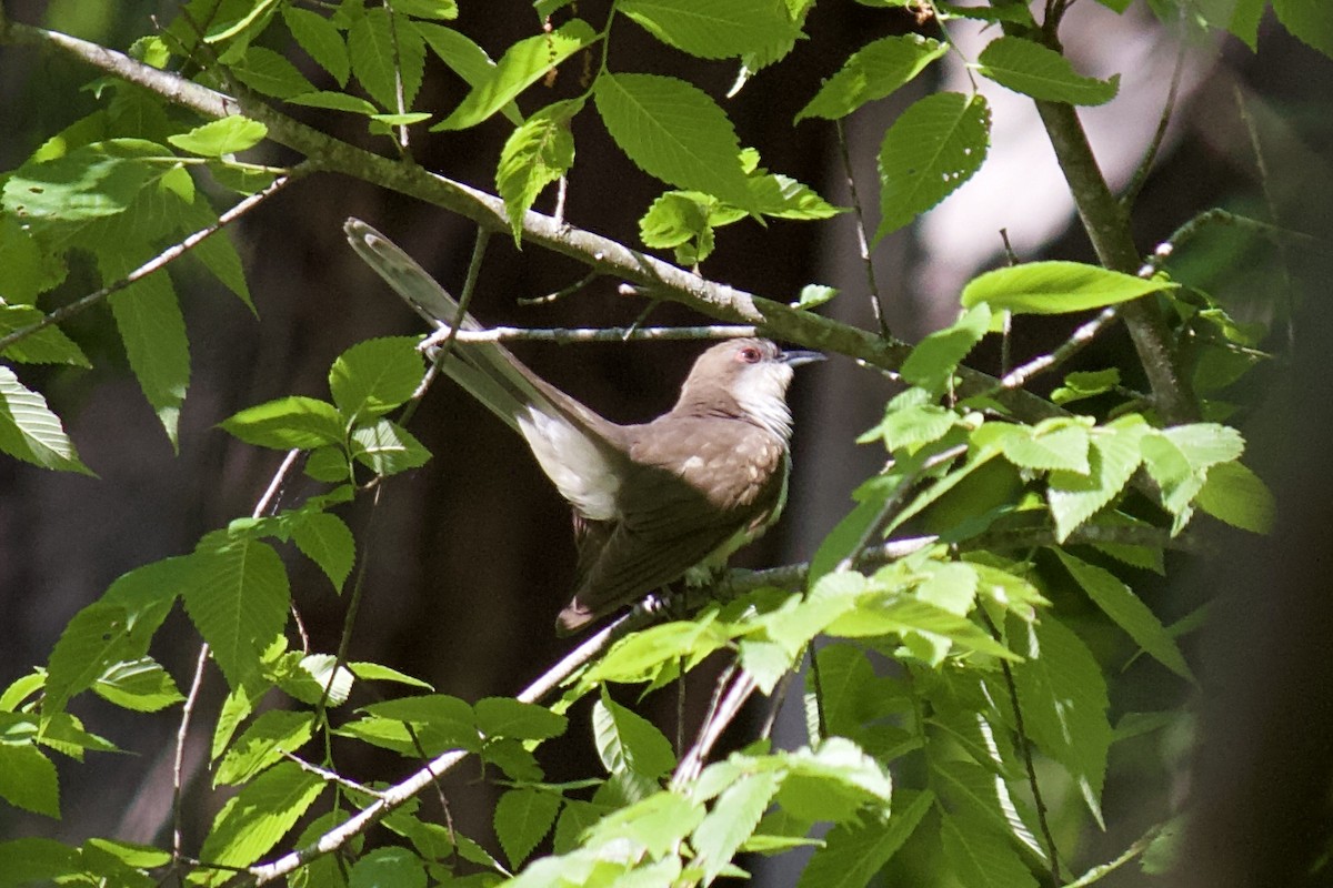 Black-billed Cuckoo - ML231268171