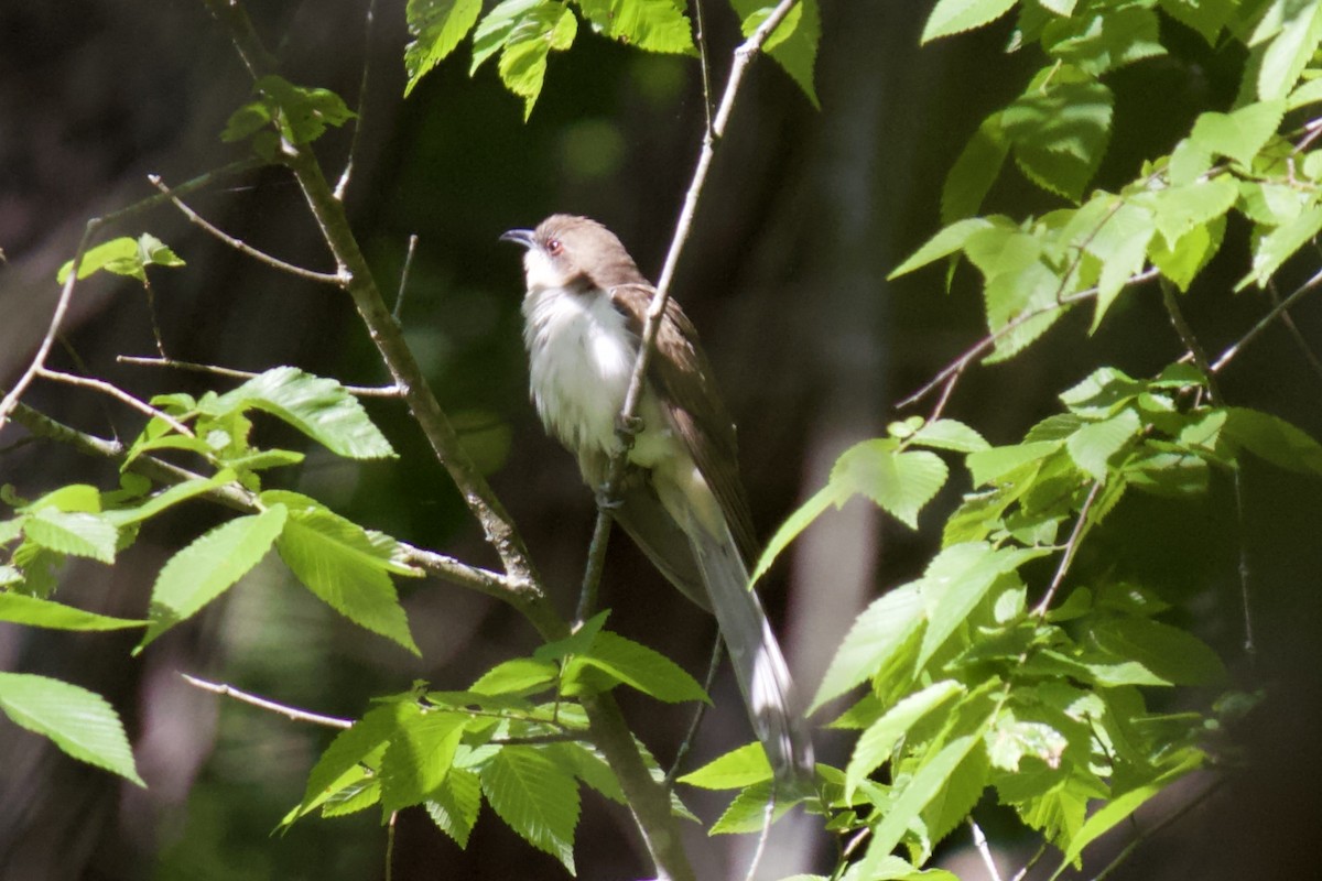 Black-billed Cuckoo - ML231268201