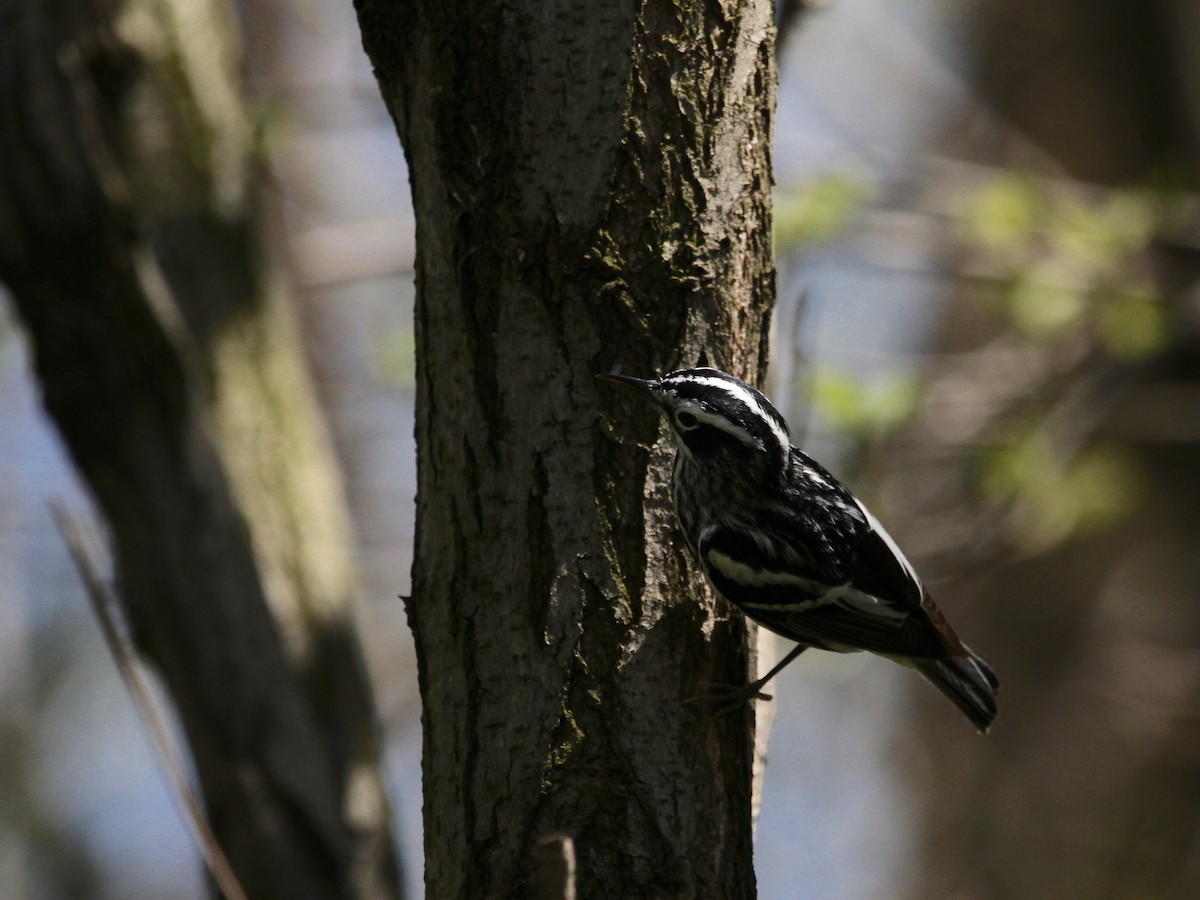 Black-and-white Warbler - ML231268451