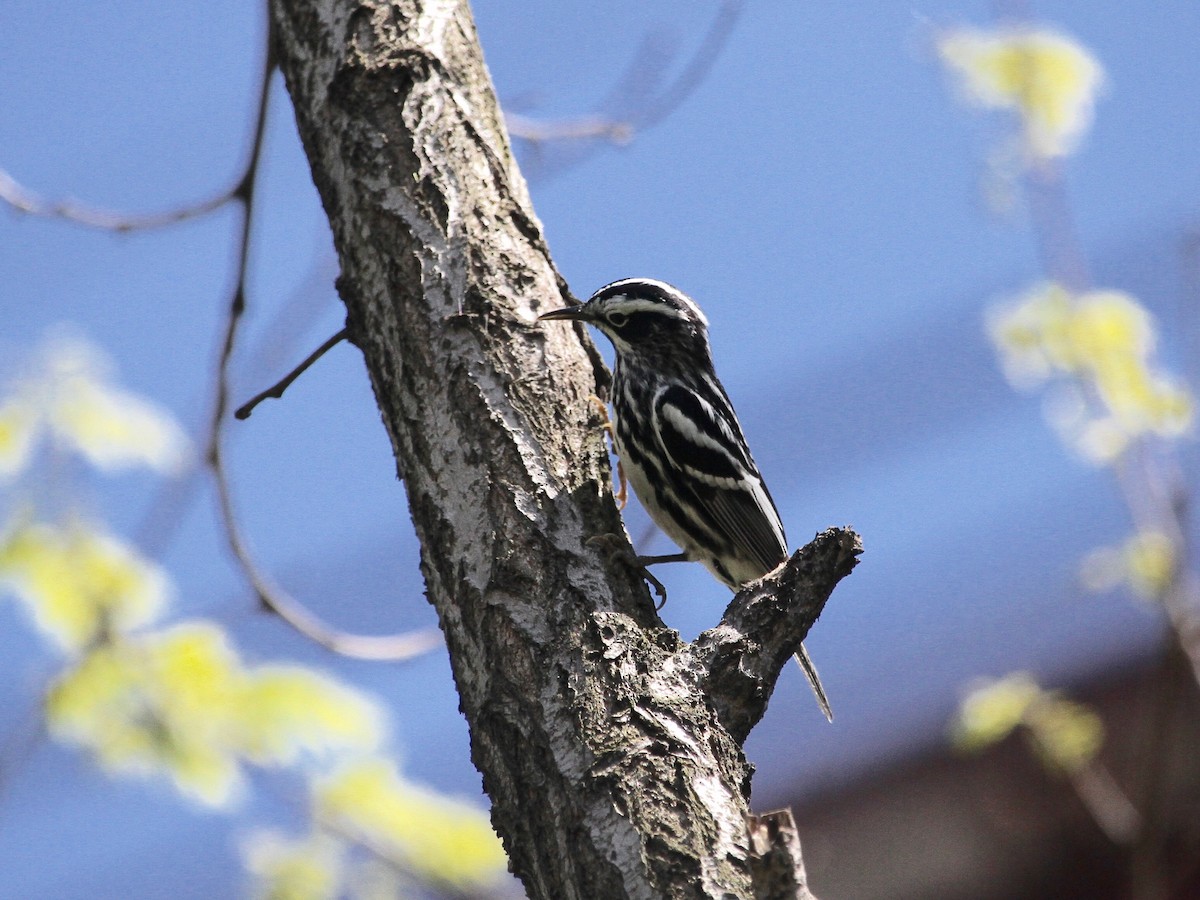 Black-and-white Warbler - ML231268471