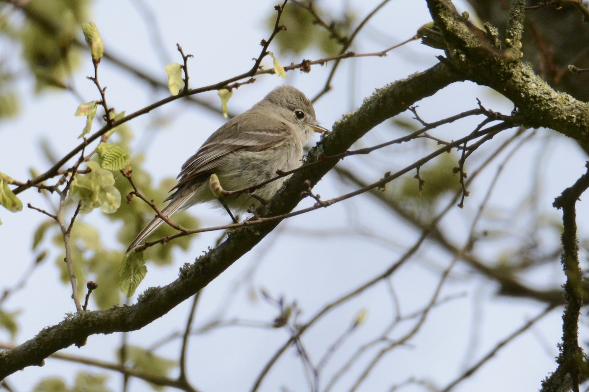 Gray Flycatcher - Bridget Spencer