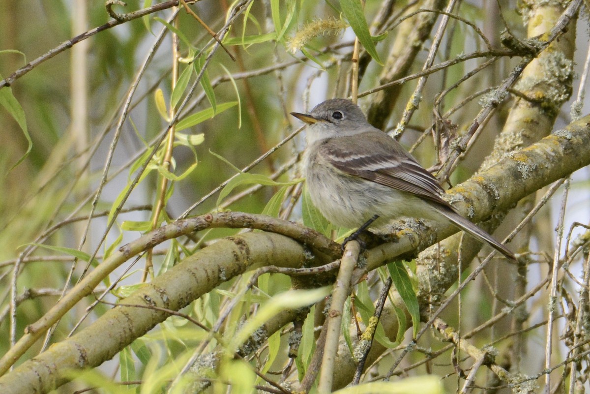 Gray Flycatcher - Bridget Spencer