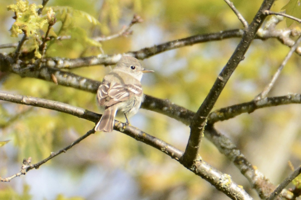 Gray Flycatcher - Bridget Spencer