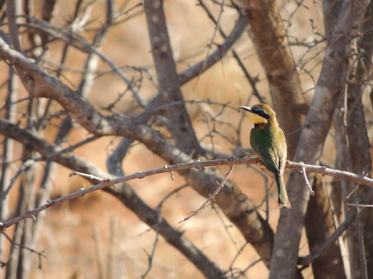 Abejaruco Gorjiblanco - ML231270421