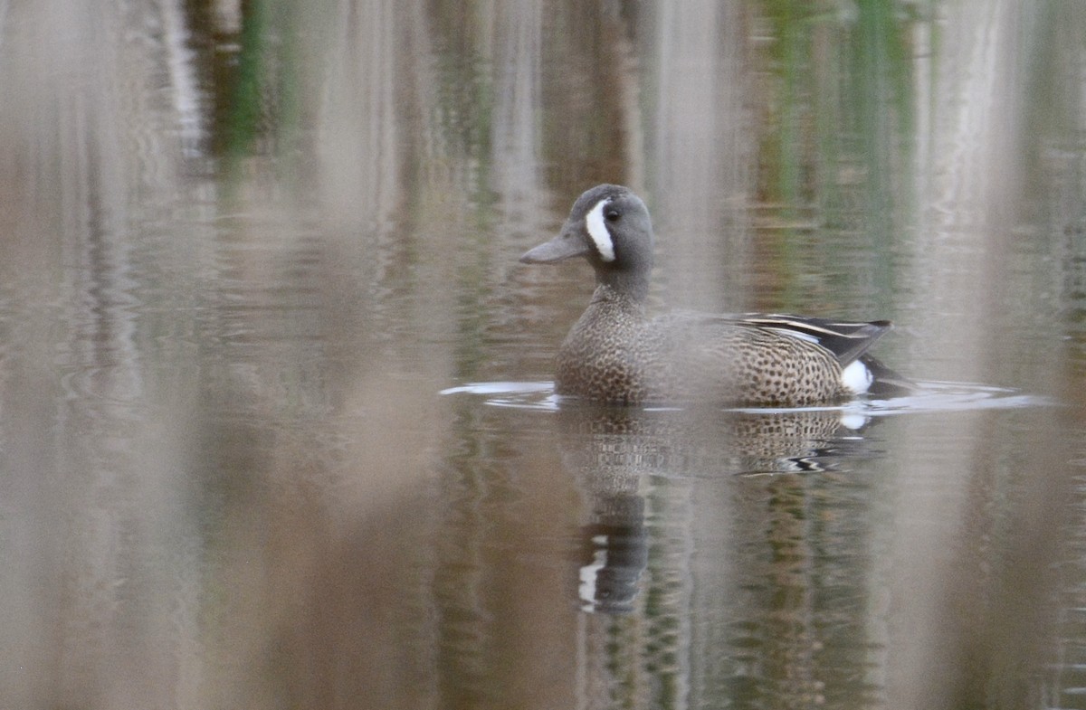 Blue-winged Teal - Bridget Spencer