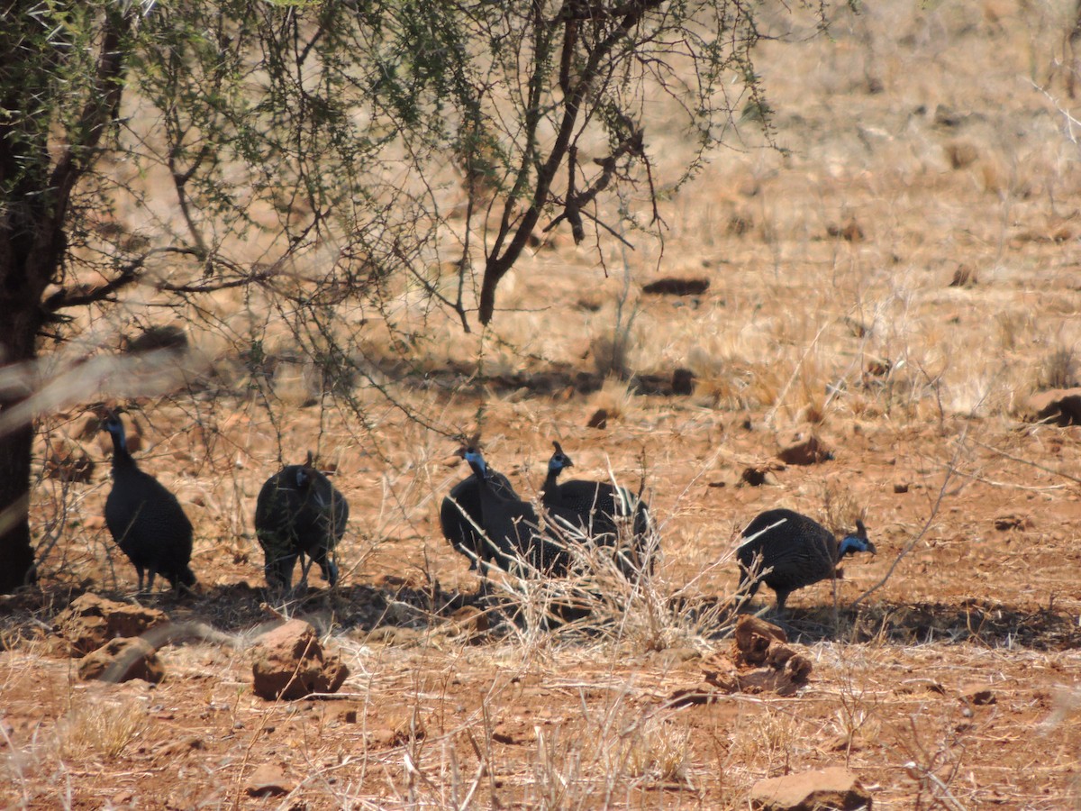 Helmeted Guineafowl - ML231272221