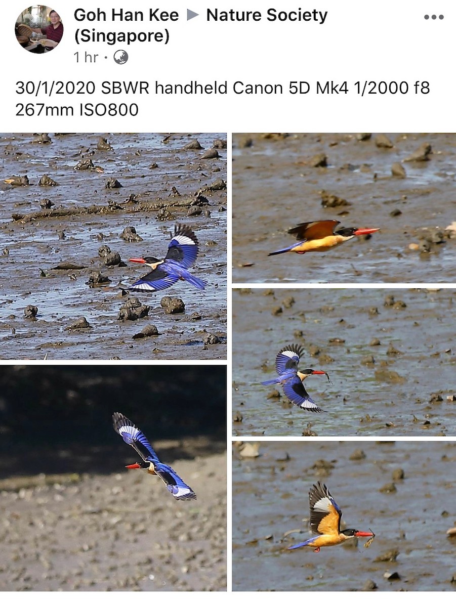 Black-capped Kingfisher - ML231272661