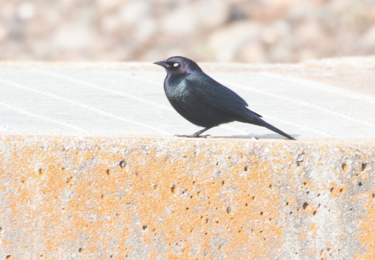 Brewer's Blackbird - ML231273061