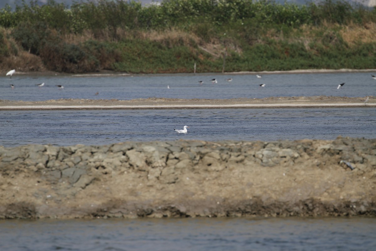 Slender-billed Gull - R.D. Wallace