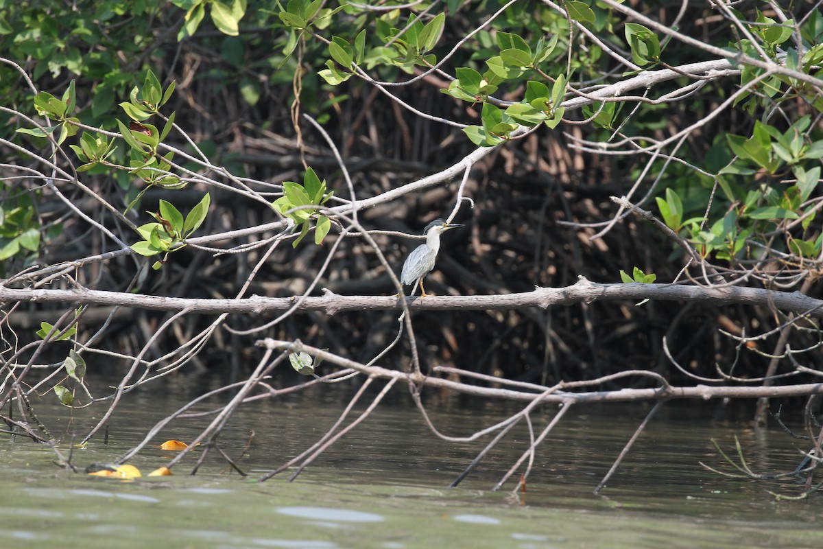 Striated Heron - R.D. Wallace