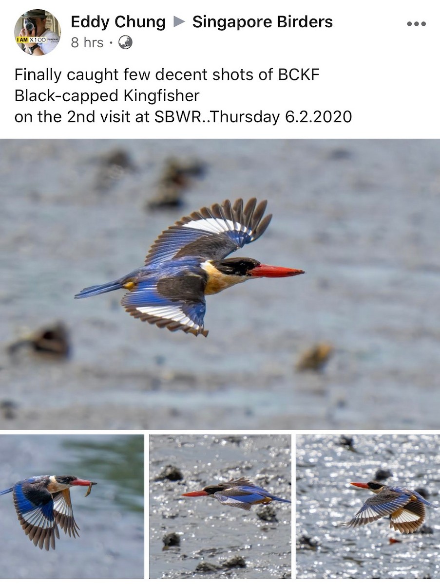 Black-capped Kingfisher - Singapore Social Media