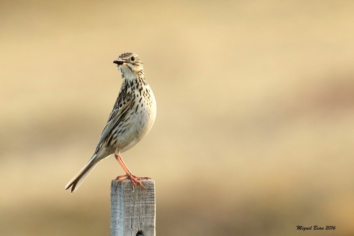 Correndera Pipit - ML231276281