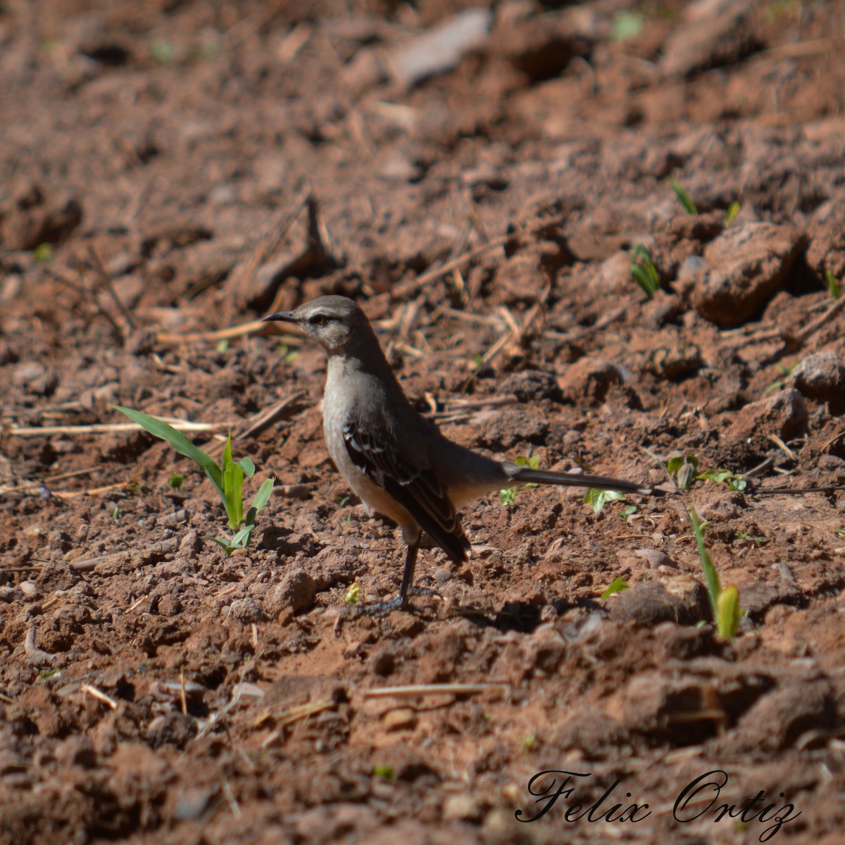 Patagonian Mockingbird - ML231277821