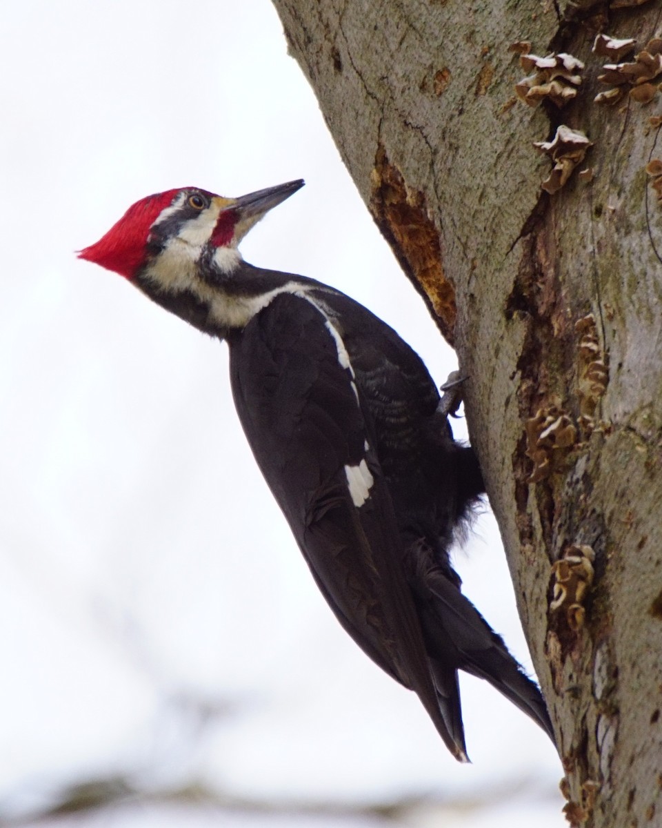 Pileated Woodpecker - ML231280271