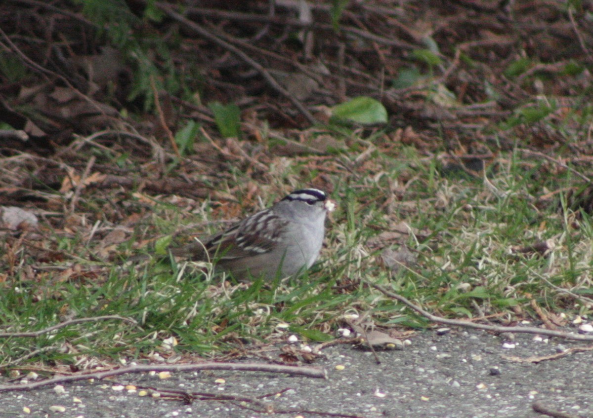 White-crowned Sparrow - ML231281781