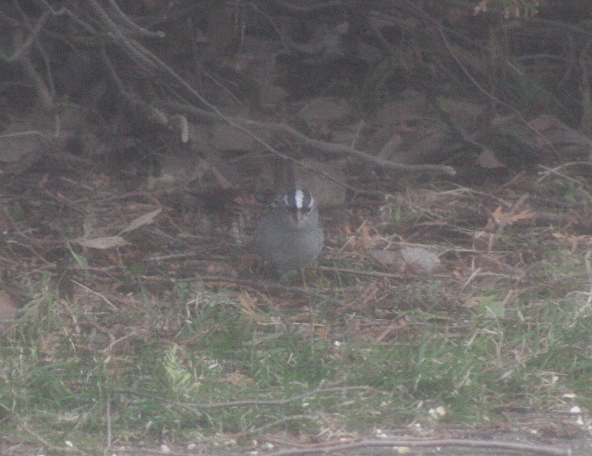 White-crowned Sparrow - ML231281791