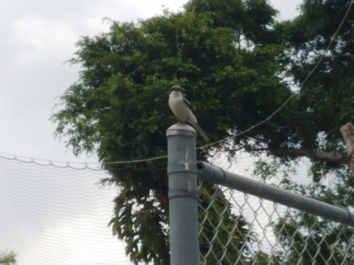 Loggerhead Shrike - ML231285581