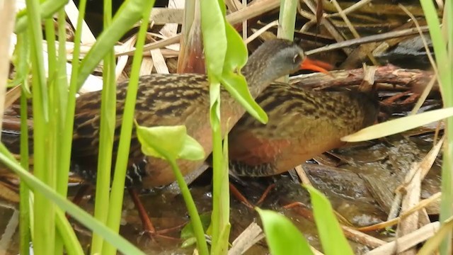 Virginia Rail - ML231285901