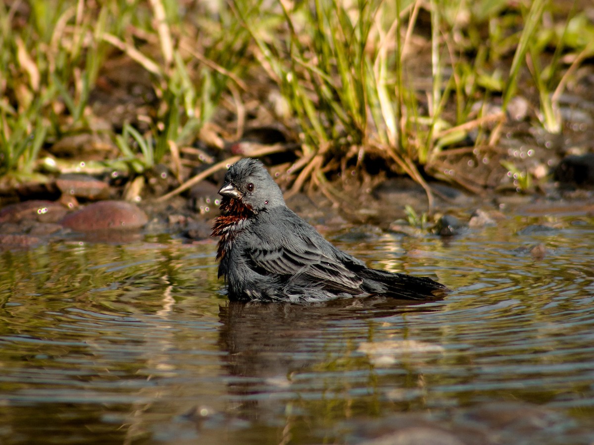 Chestnut-bellied Seedeater - ML231287741