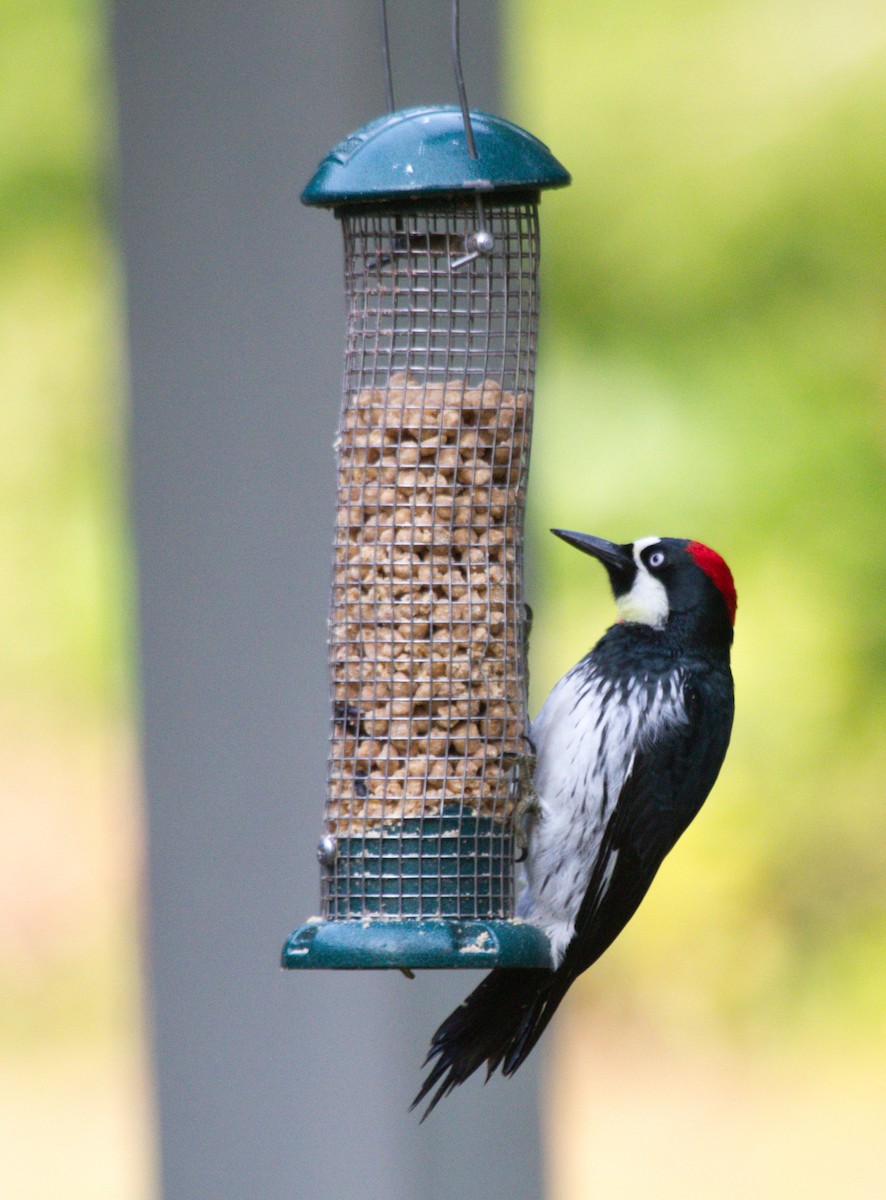 Acorn Woodpecker - Steve Holzman