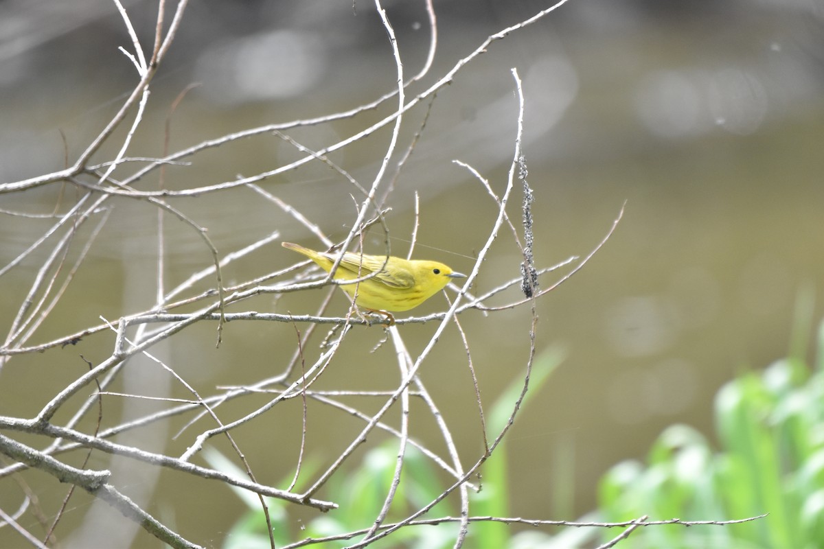 Yellow Warbler - Gracie  McMahon