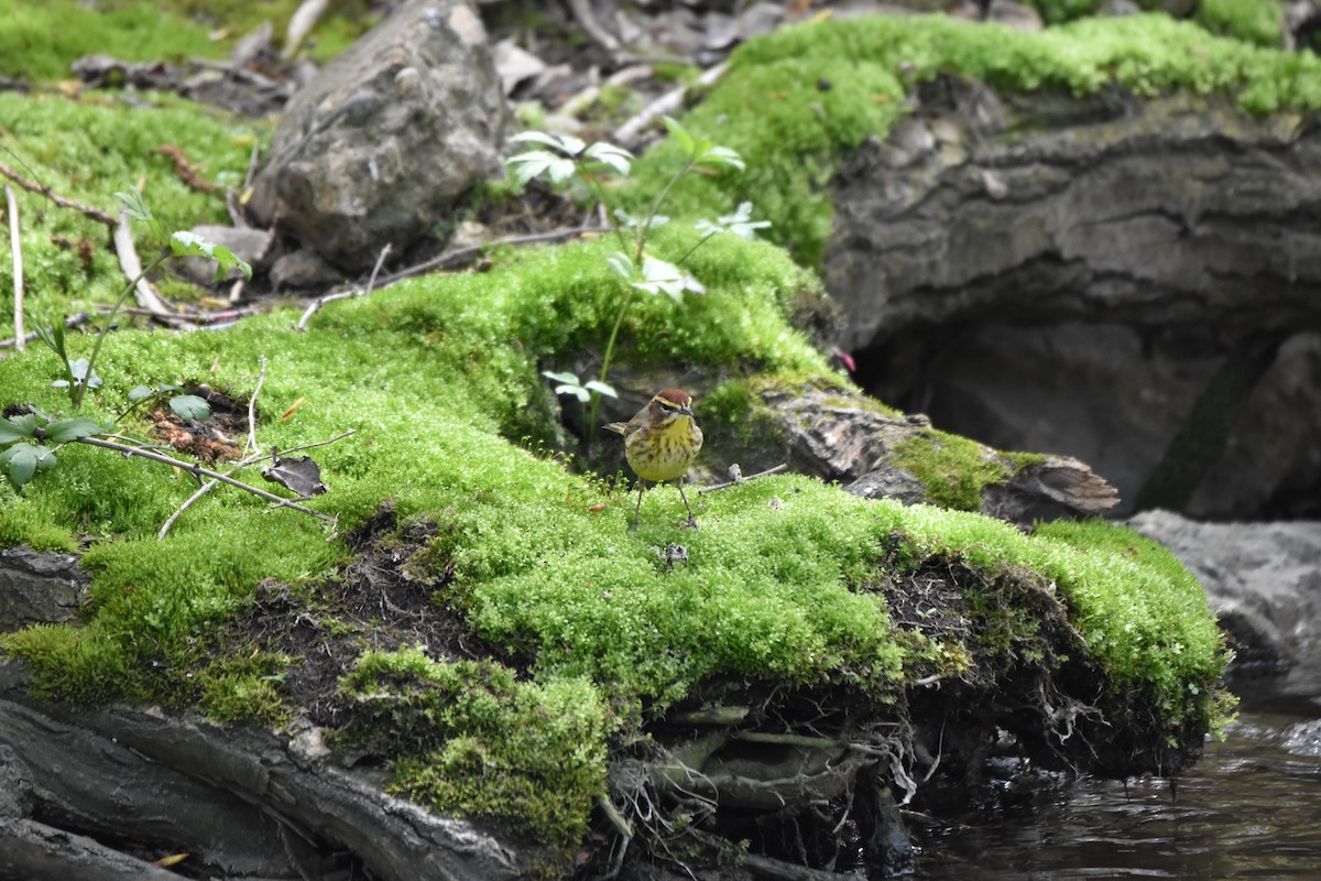 Palm Warbler - ML231289511