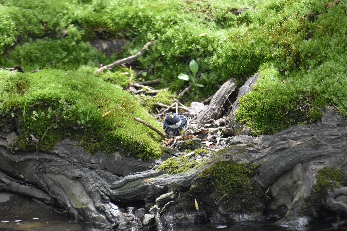 Yellow-rumped Warbler - ML231289611