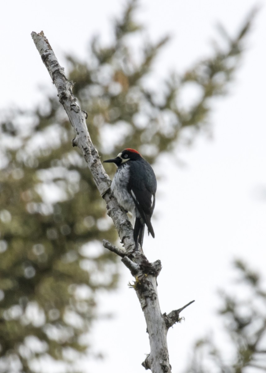 Acorn Woodpecker - ML231289851