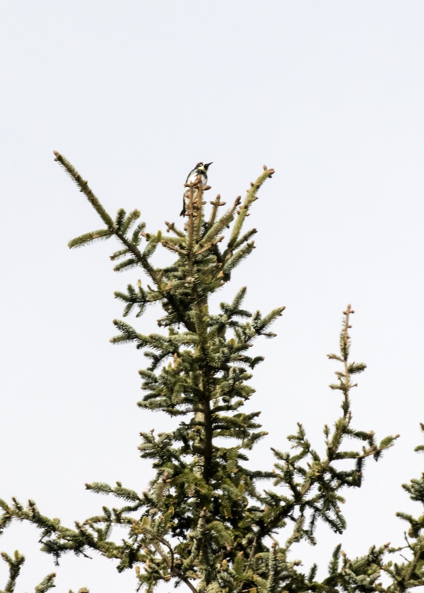 Acorn Woodpecker - ML231289891