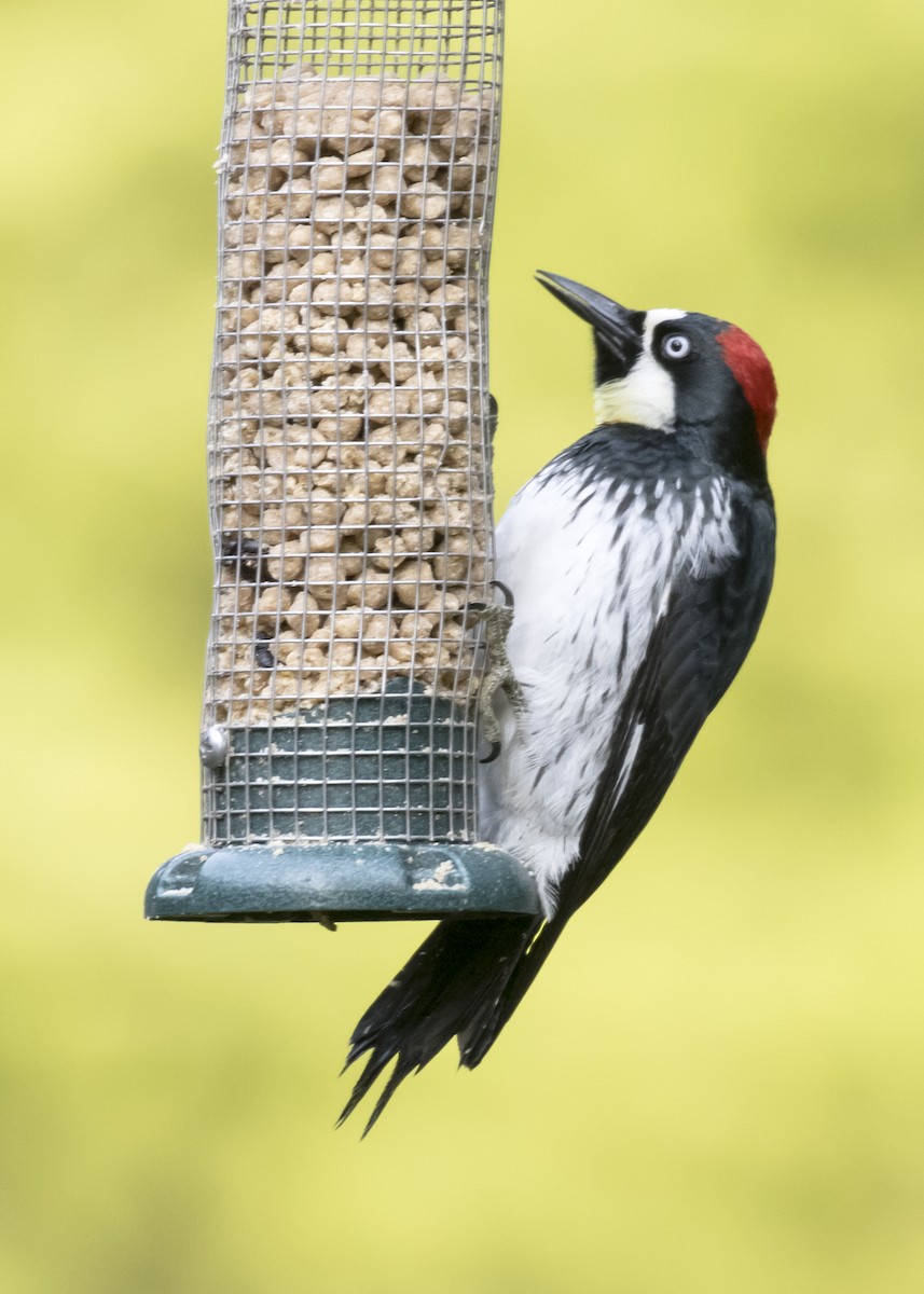 Acorn Woodpecker - Rachel Holzman