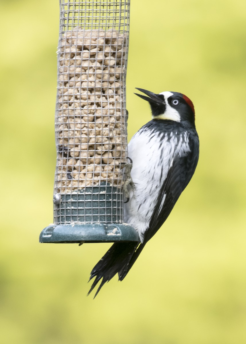 Acorn Woodpecker - Rachel Holzman