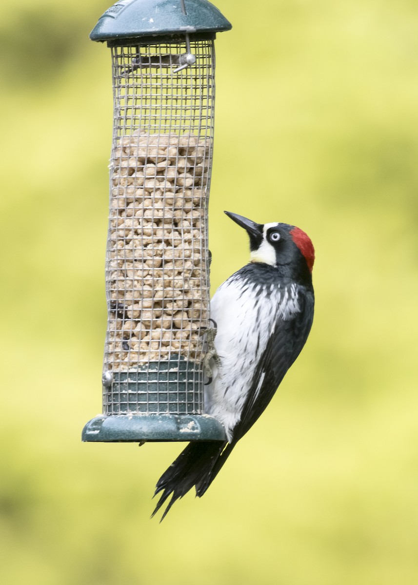 Acorn Woodpecker - Rachel Holzman