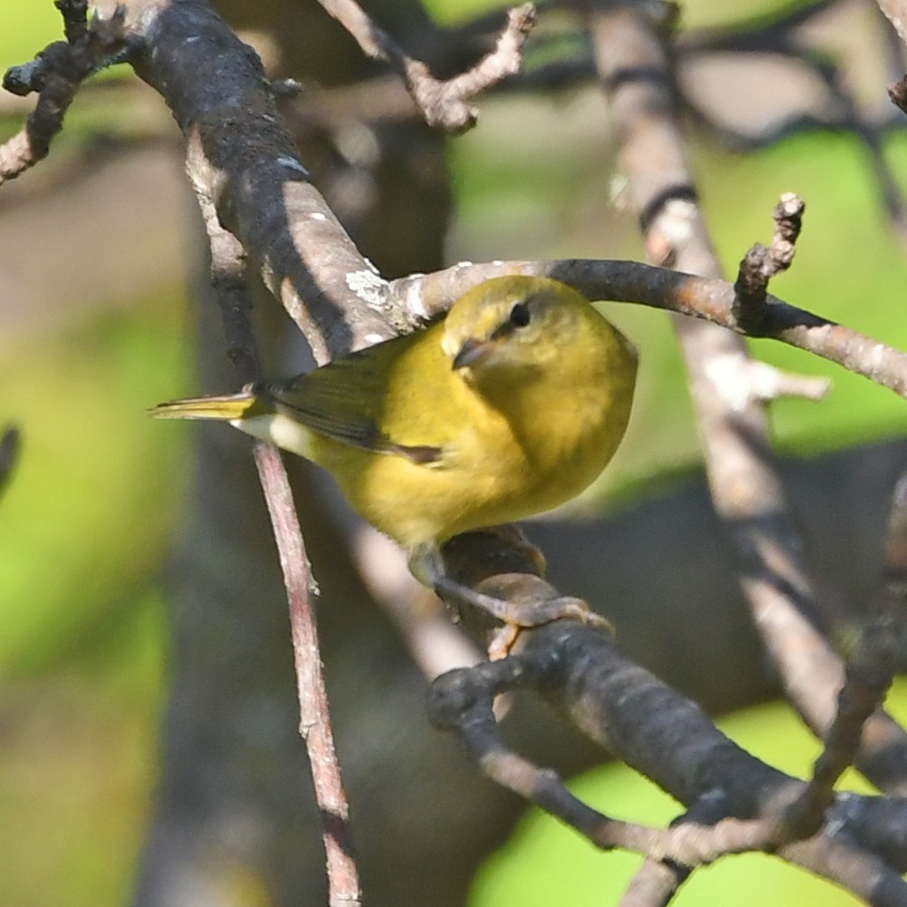 Tennessee Warbler - Richard Taylor