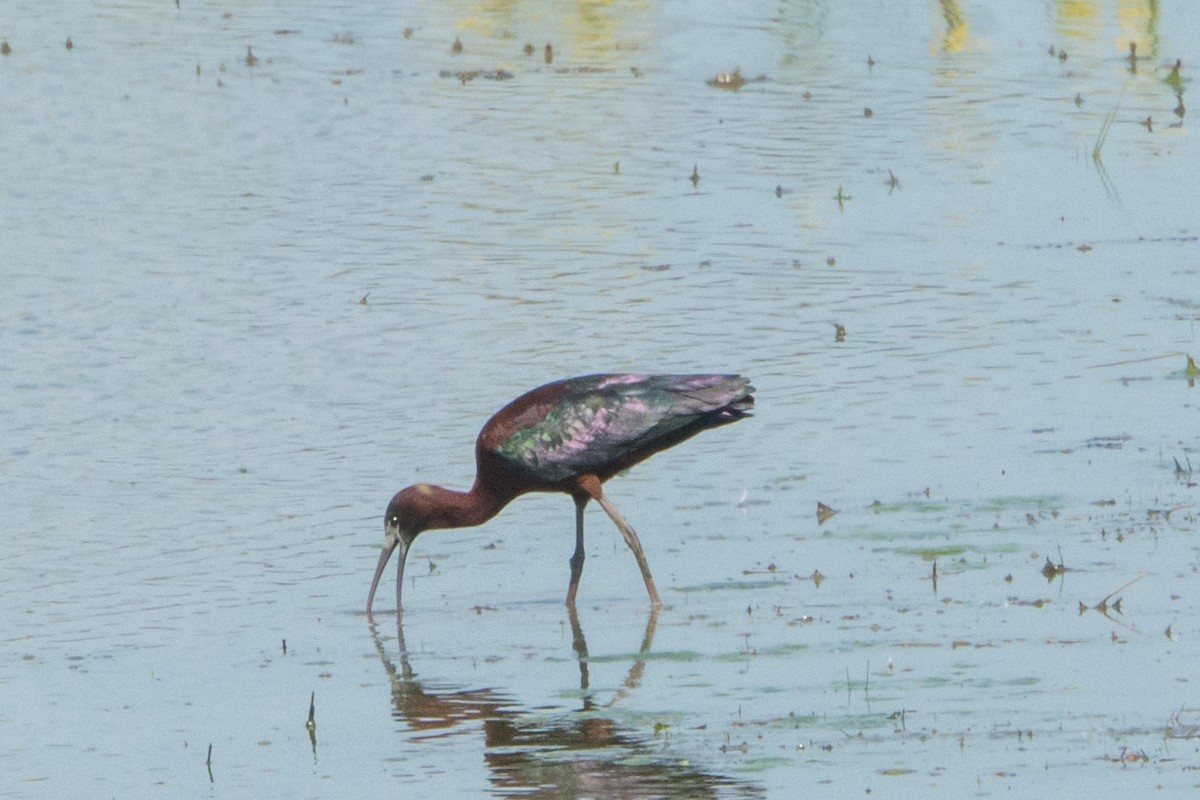 Glossy Ibis - ML231294141
