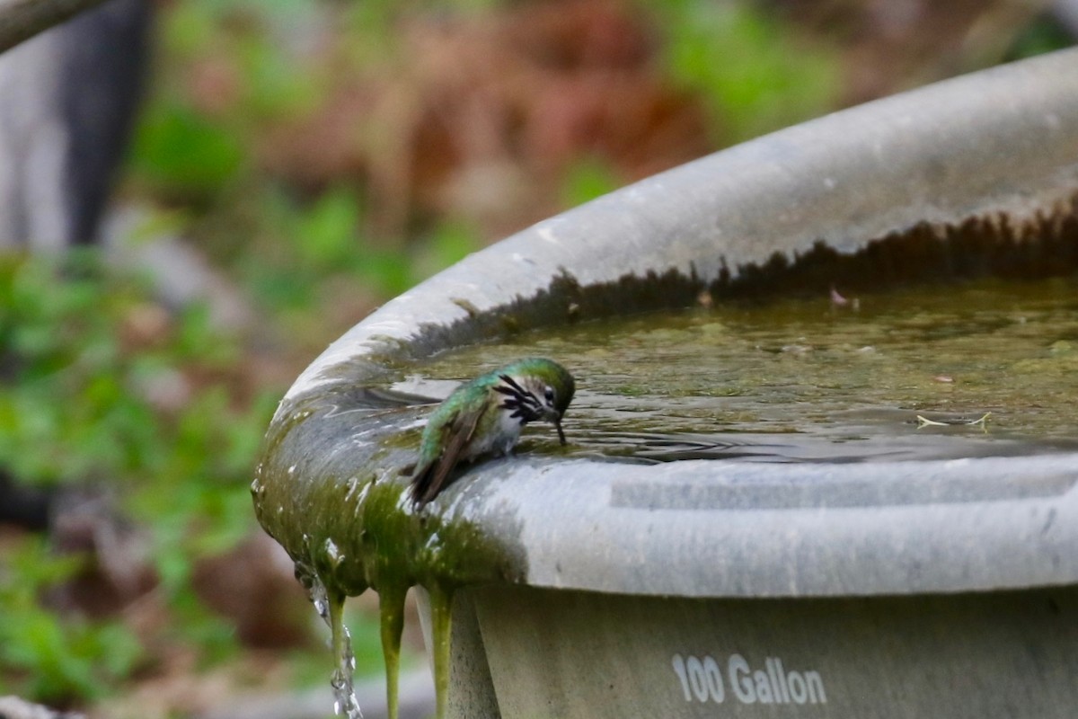 Calliope Hummingbird - ML231295131