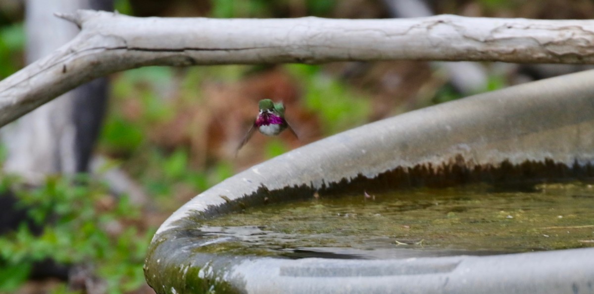 Calliope Hummingbird - ML231295191