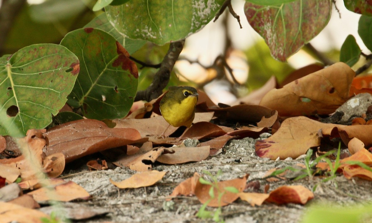 Kentucky Warbler - Paul Petrus